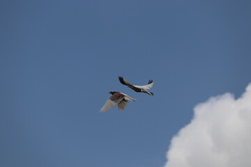 Some days you are the pigeon, Some days you are the statue just live with it....