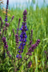 Beautiful purple Sage flowers on a green oat field