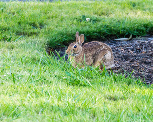 Front Yard Rabbit