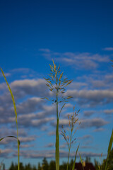 A blade of grass against the blue sky.