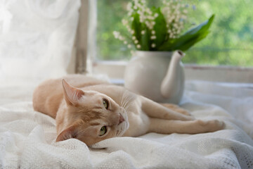a cream cat is lying on the windowsill next to a bouquet of lilies of the valley