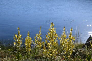 reeds in the water