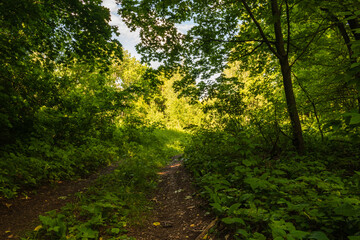 Dirt road from the dark forest