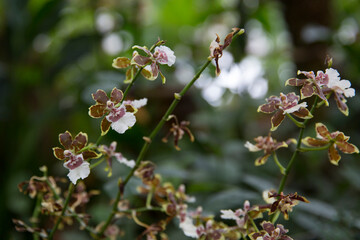 Orchid Oncidium maculatum (Phalaenopsis manabilis) flowers. Decorative plants for gardening.