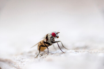 A close up of  a common house fly with its eyes protruding  in an open  space above a solitary and difuse white rock 