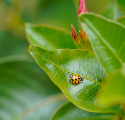 Ladybug on a leaf in the garden