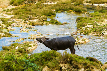 a water buffalo is tethered on the edge of a small stream near Waitabula.