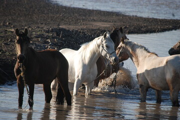 horses on the river