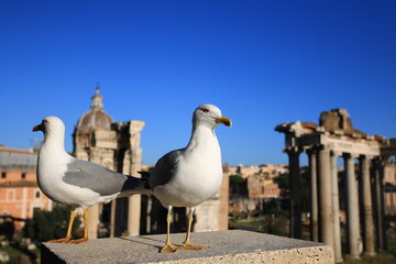 Gabbiani a Roma