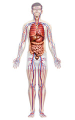 3d rendered medically accurate illustration of the male circulatory  system and internal organs