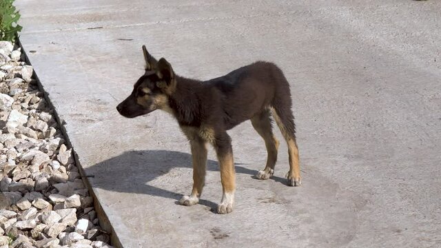 A stray puppy stands on the street and looks. Little hungry and lonely dog.