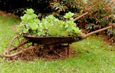 View of a wheelbarrow with native plants