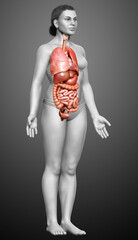 Fototapeta na wymiar 3d rendered medically accurate illustration of female Internal organs
