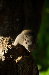 Fototapeta premium Squirrel on tree branch. Squirrel in nature. Cute squirrel on tree branch. Squirrel portrait