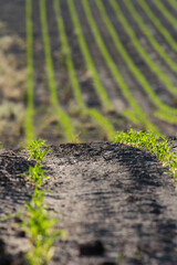 Early Stages Of A Corn Crop