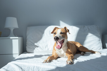 Sleepy dog yawns on bed in bright sun-lit bedroom. Pets at home in simple modern interior