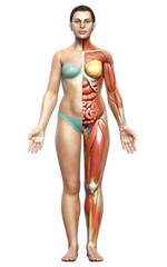 3d rendered medically accurate of the female anatomy