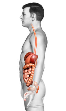 3d rendered medically accurate illustration of male Digestive System
