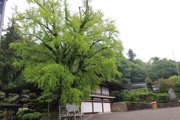 Fototapeta na wymiar Kibitsu shrine, Okayama, Japan