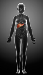 3d rendered, medically accurate illustration of  young girl Liver Anatomy