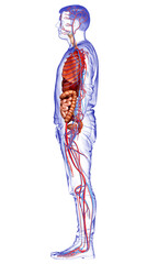 3d rendered medically accurate illustration of male Internal organs and circulatory system