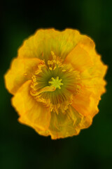 macro orange poppy flower on a dark background 