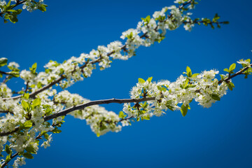 White cherry blossom over blue sky