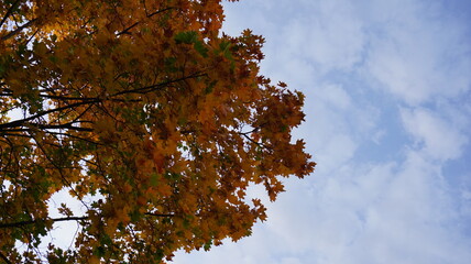 tree and sky