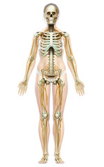 3d rendered medically accurate illustration ofa female nervous system and skeleton system
