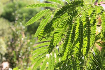 Sunlight on green leaves 