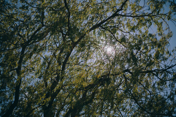 Willow tree