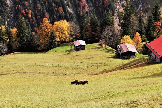 autumn landscape with cheeps and huts at Gemmelwald, Switzerland