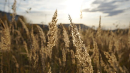 Fototapeta premium golden wheat field