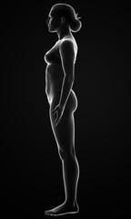 Fototapeta na wymiar 3d rendered illustration of the female body