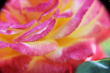close up petal of pink with yellow rose flower in garden