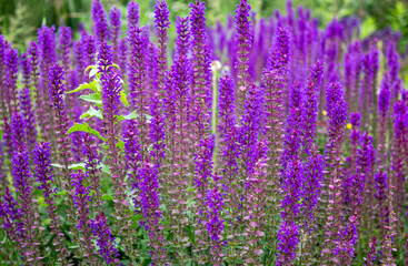 Obraz premium Lavender field in sunny summer weather. Beautiful purple color
