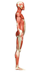 3d rendered medically accurate illustration of a male muscle system