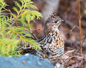 Partridge Bird Stock Photos.  Partridge bird head close-up profile view.  Partridge autumn season. Blur forest background.