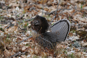 Partridge Bird Stock Photos.   Grouse struts mating plumage.  Image. Portrait. Picture. Autumn season. Mating season. Fan tail. Brown colour feathers plumage.