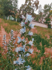 flower, nature, flowers, plant, garden, green, pink, flora, summer, bloom, blossom, purple, spring,...