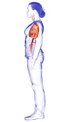 3d rendered, medically accurate illustration of a female lung anatomy