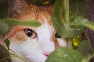 White-red cat sits in the bushes, close-up of the muzzle with green eyes. The concept of a home hunter, a cute predator, pets.
