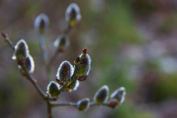 Willow (goat willow or large willow). Willow branches with buds blooming in early spring.