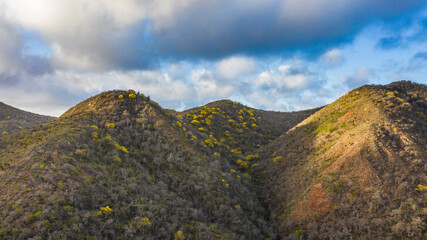 Scenery with yellow Kibrahacha trees on island of Curacao / Caribbean