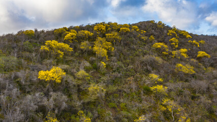 Scenery with yellow Kibrahacha trees on island of Curacao / Caribbean