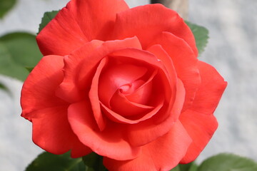 A single red rose in full bloom.