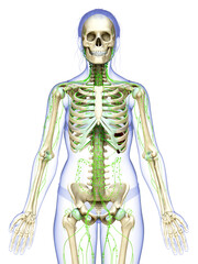 3d rendered medically accurate illustration of a female lymphatic system