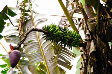 Fresh bananas growing on palm tree inside lush vegetation of rainforest on Big Island in Hawaii...