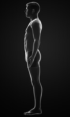 3d rendered illustration of the male body