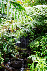 Small creek with cascade or waterfall in evergreen lush vegetation of rainforest in Akaka State...